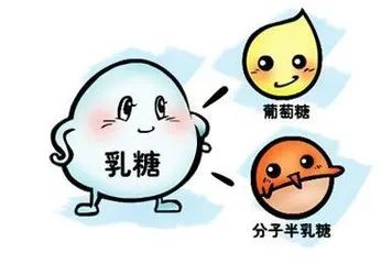 乳糖酶是什么？？？？缺乏乳糖酶有四大危害！！
