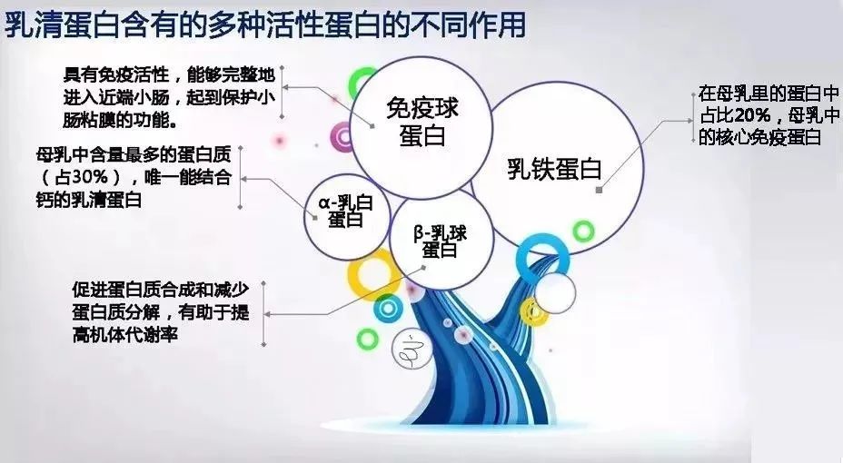 为什么建议宝宝吃乳铁蛋白？？？乳铁蛋白不得不知的好处